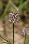 Curtiss' milkwort